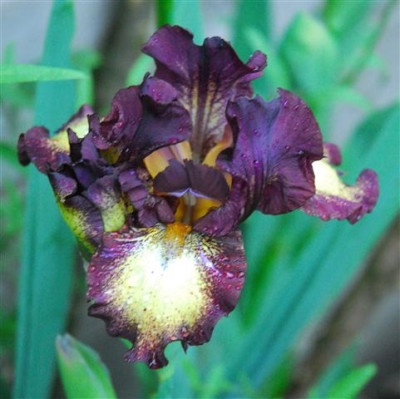 C7147a_Small.jpg
