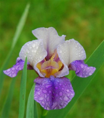 C7148a_Small.jpg