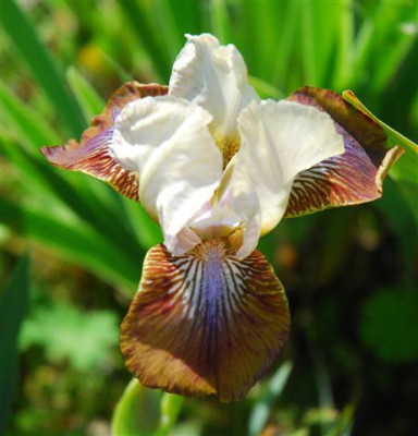 C7132a_Small.jpg