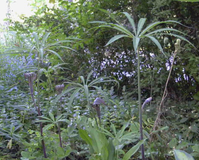 Arisaema_ciliatumRimg0693.JPG