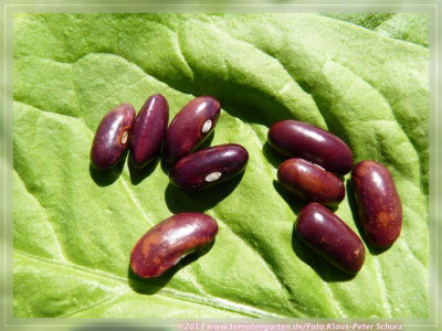 BB_Anthbacksbona012.jpg