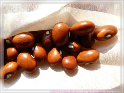 BB_Beka_Brown02.jpg