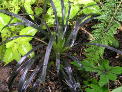 Ophiopogon_Nigrescens.jpg