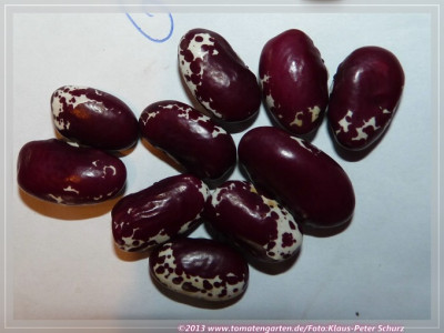 BB_Giant_Red_Tarka.jpg