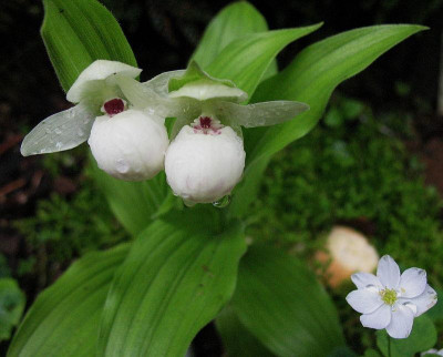 Cypripedium_flavum__...__30.5.13._002.jpg