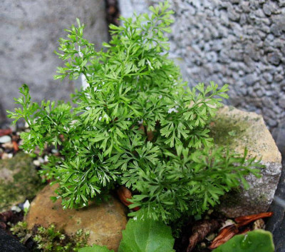 Asplenium_fissum_..._30.5.13._021.jpg