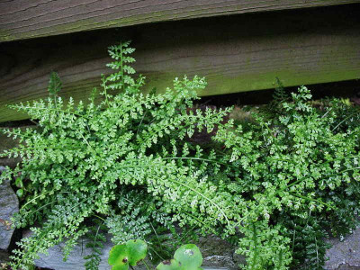 Asplenium_fontanum_..._30.5.13._025.jpg