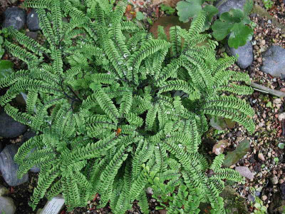 Adiantum_pedatum__Typ_K.__...__30.5.13._026.jpg
