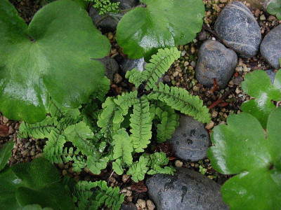 Adiantum_pedatum_Typ_C._...__30.5.13._028.jpg