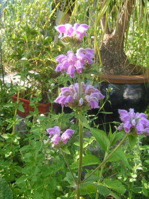 Phlomis_sp.jpg