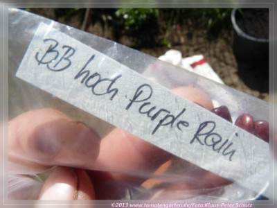BB_Purple_Rain01.jpg