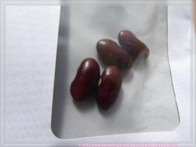 BB_Rote_von_Paris02.jpg
