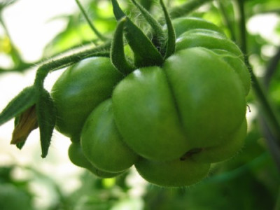 Reisetomate_1.JPG