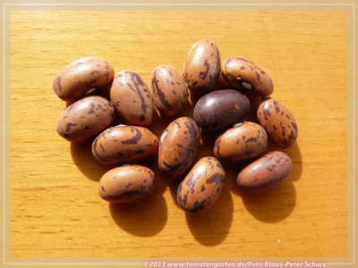 BB_Stamkievits02.jpg