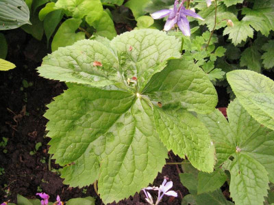 Podophyllum_pur.jpg