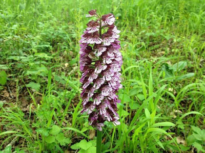liliental_20130526_zg8.jpg