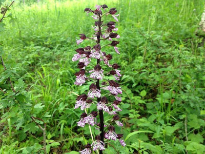 liliental_20130526_zg9.jpg