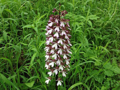 liliental_20130526_zg11.jpg