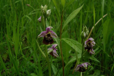 liliental_20130526_zg30.jpg