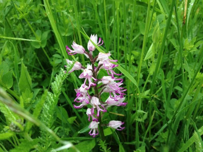 liliental_20130526_zg15.jpg