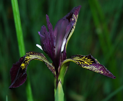 0164_Iris.jpg