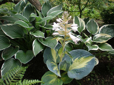 GP_Hosta-ID_1_a_Foto_2011-06-14.jpg