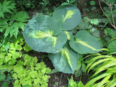 GP_Hosta-ID_1_b_Foto_2013-05-16.jpg