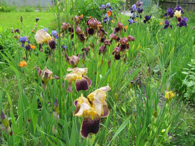 Irisbeet_MGP_130531.jpg