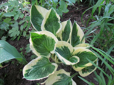 GP_Hosta-ID_2_Foto_2013-05-07.jpg