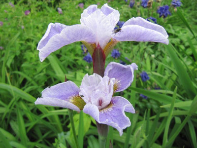 Tetrasibtosa_lavendel_X_Berliner_Ouverture_130531.jpg