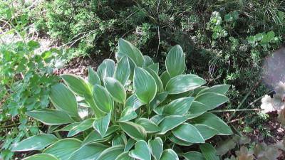 GP_Hosta-ID_3_Foto_2013-05-21.jpg