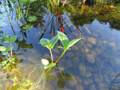 GP_E2_Menyanthes_trifoliata_2013-05-21.jpg