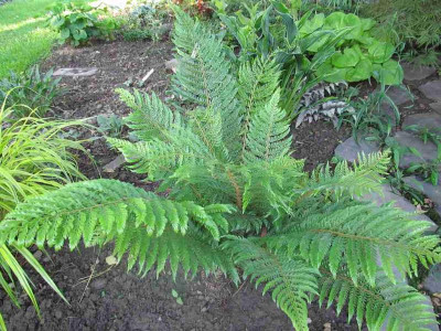 GP_Polystichum_setiferum_Pulcherrimum_Bevis_2013-05-21.jpg