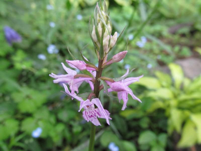 GP_Dactylorhiza_spec._2013-05-26.jpg