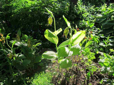 GP_Cypripedium_Kentucky_im_Morgenlicht_2013-05-21.jpg
