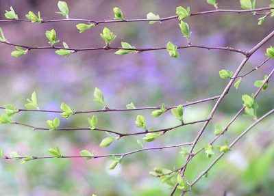 spirea.jpg