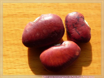 Limabohne_Hopi_Red_Palahatiko02.jpg