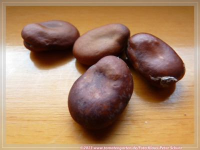 Landsorte_von_Grodinge_Saubohne2.jpg