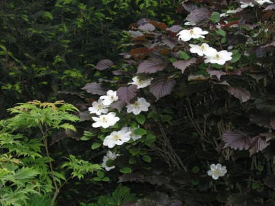 Haselnuss_mit_Guernsey_Cream.jpg