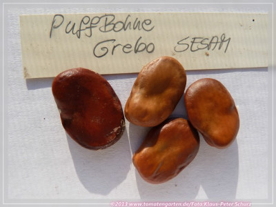 Saubohne_Grebo.jpg