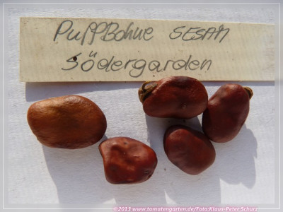 Saubohne_Sodergarden.jpg