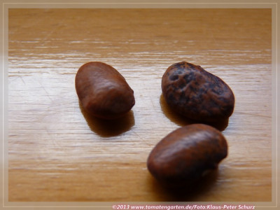 Teparybohne_Blue_Speckled1.jpg