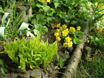 GP_Hosta-ID_4_a_Foto_2011-04-10.jpg