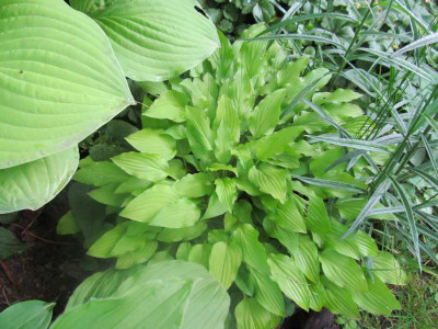 GP_Hosta-ID_4_b_Foto_2013-06-01.jpg