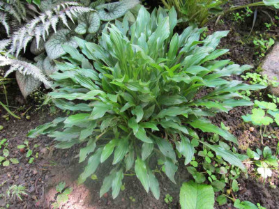 GP_Hosta-ID_5_a_Foto_2013-06-01.jpg