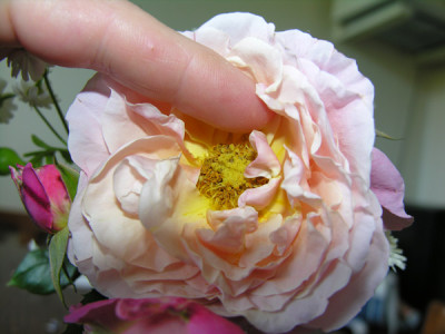 Norbertina-rosa-2.jpg