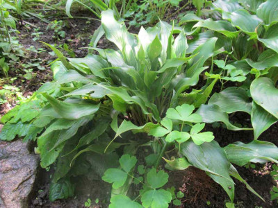 GP_Hosta-ID_6_a_Foto_2013-06-01.jpg