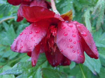 regnerischer_Fruhsommer_13_011.JPG