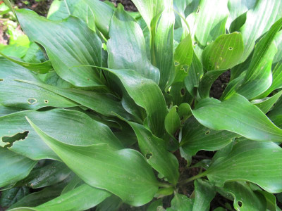 GP_Hosta-ID_6_b_Foto_2013-06-01.jpg