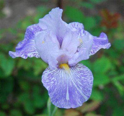 C7173a_Small.jpg